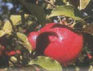 G4P FRANCE orvega amendement bilogique et �conomique.